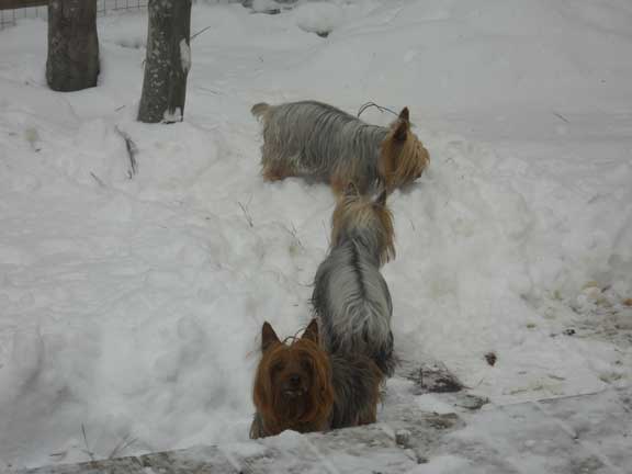 snow-12